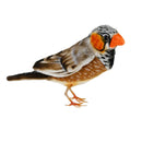 Zebra Finch Bird Plush Toy 16cm