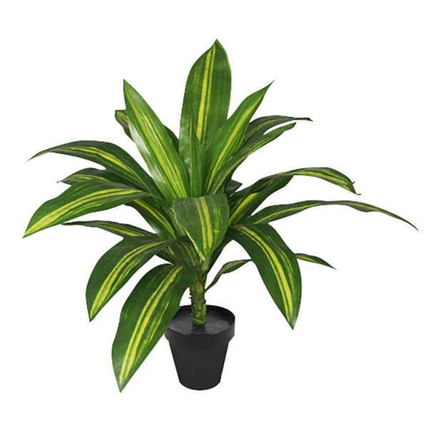 Dracaena Burley Plant in Pot 40cm