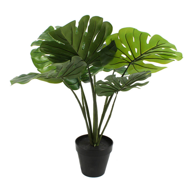 Rostlina v Pot 60 cm